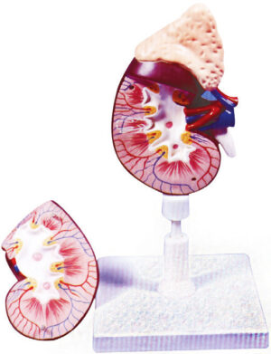 Kidney Model