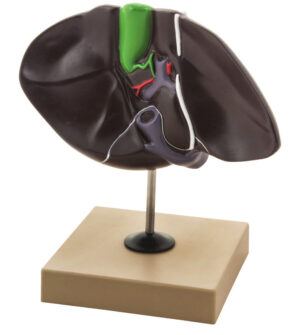 Liver Model