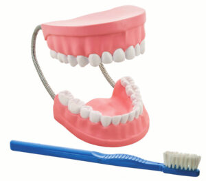 Giant Dental Care Model