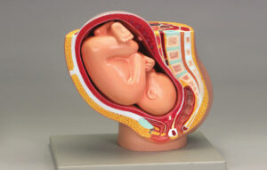 Pregnancy Pel Vis Model Model