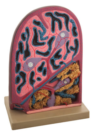 Microscopic Structure Spleen Model