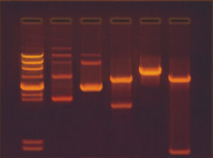 Construction and Cloning